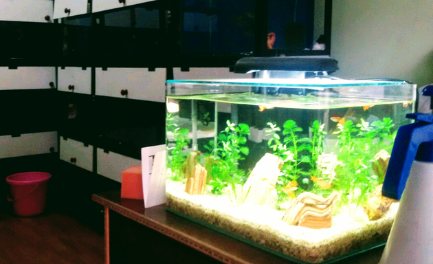 Photo of Sri Yashas Aquariums