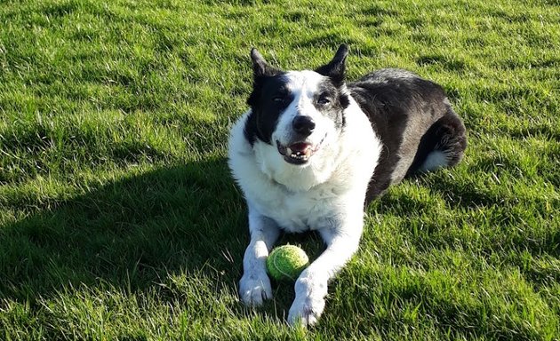 Photo of Swindon Dog Walking Services