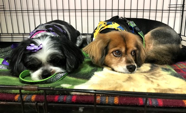 Photo of Carly’s Pampered Pets