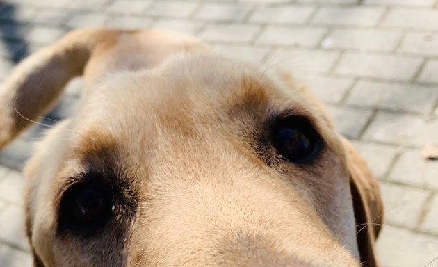 foto Dolci Bolle Toelettatura per cani