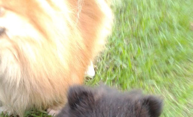 Photo of ANJULA Pomeranians