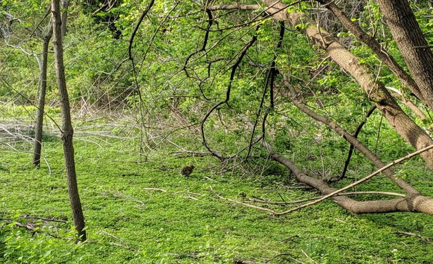 Photo of Roslindale Wetlands Urban Wilds