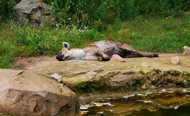 Foto von Tüpfel-Hyänen-Gehege