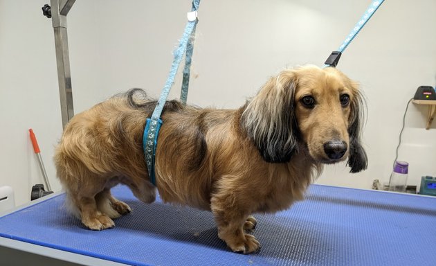 Photo of Clifton Dog Grooming
