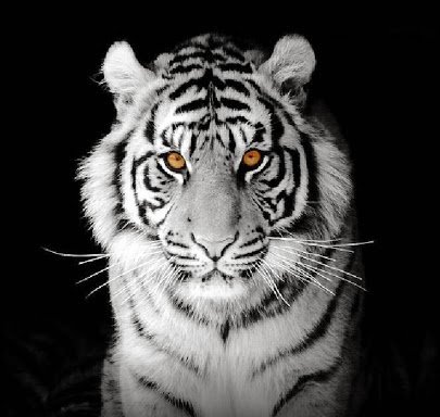 Photo of Tiger Tail Web Design