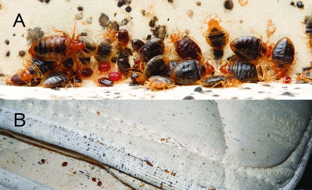Photo of Pest control Abbotsford | Activebc Pest Exterminators Ants ,Bed Bugs,Rat ,Cockroach,Mice