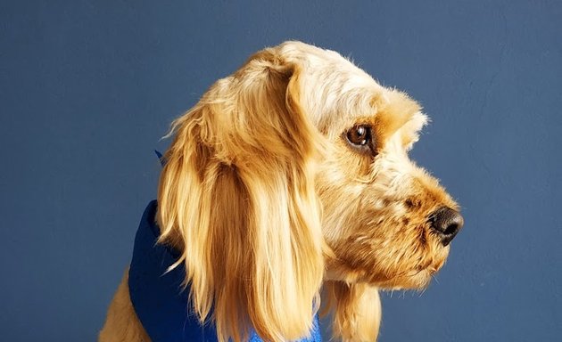Foto de Dog Station - Lo mejor para tu mascota