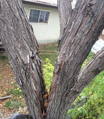 Photo of Arbor Man Tree Care