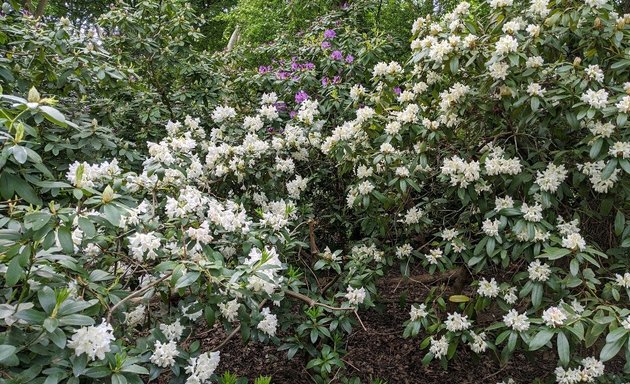 Foto von Rhododendronhain