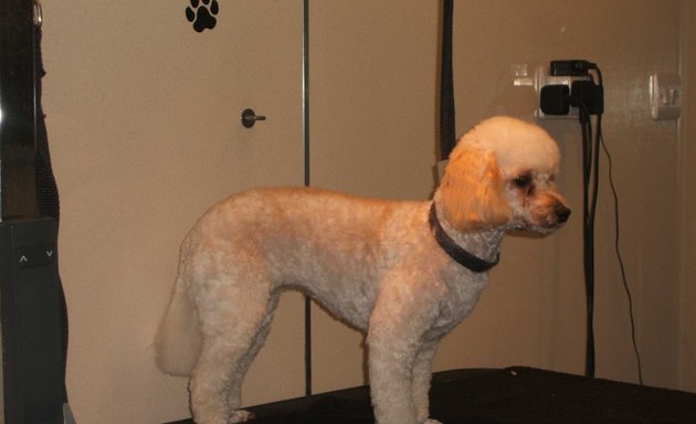 Photo of A Cut Above Dog Grooming Services