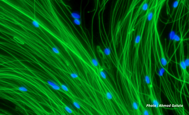 Photo of Stem Cell Network