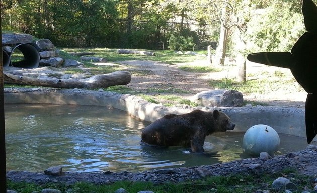 Photo of Grizzly Bear Exhibit