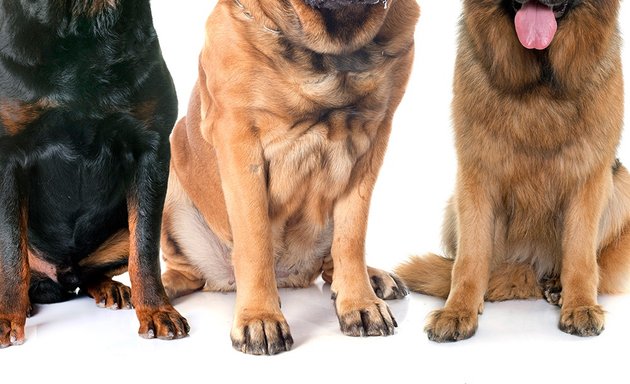 Photo of DOGZ LiFE Pet Products