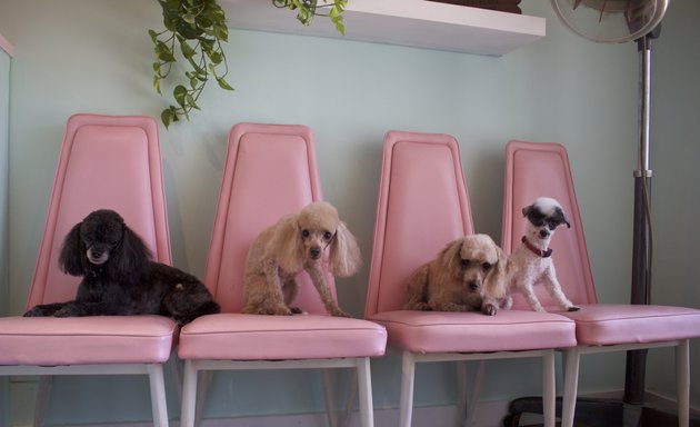 Photo of The Friendly Paws Grooming Shop