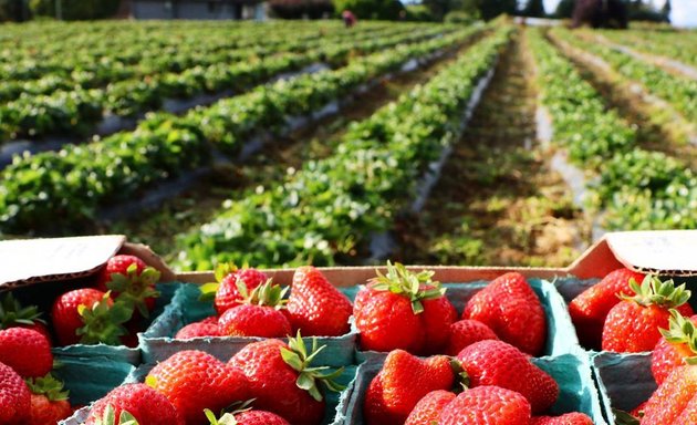 Photo of BC Strawberry Grower's Association