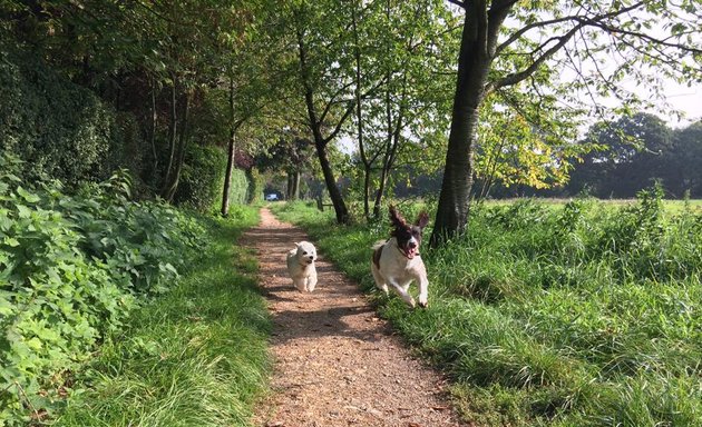 Photo of Green Dog Walking