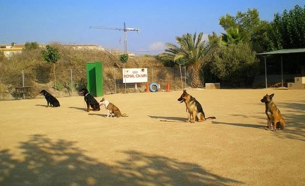 Foto de Club de Adiestramiento Canino Rincon del Tio Noguera