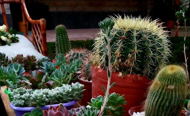 Foto de Mi rincon entre cactus y suculentas