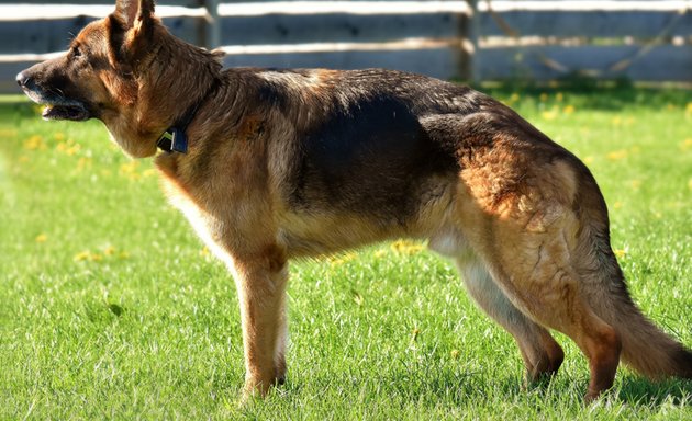 Photo of Klever Kanine Dog Obedience School