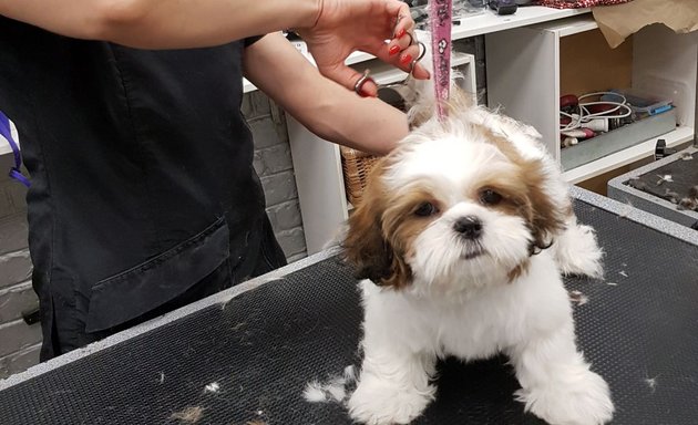 Photo of 4 Paws Dog Grooming