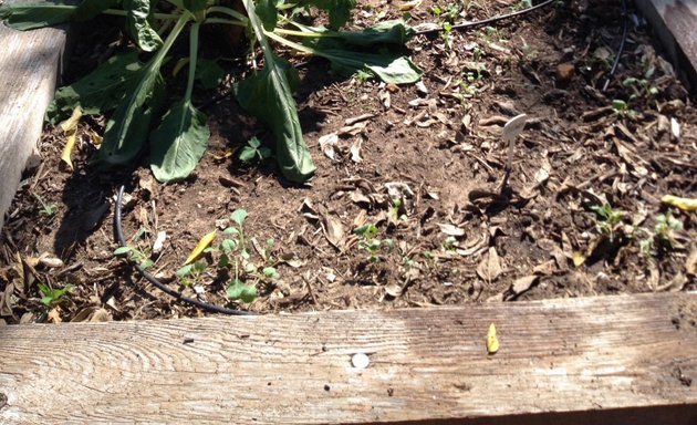 Photo of East Side Community Garden