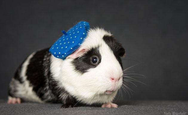 Photo of Crystal’s Pet Services (Guinea Pig & Rabbit boarding)