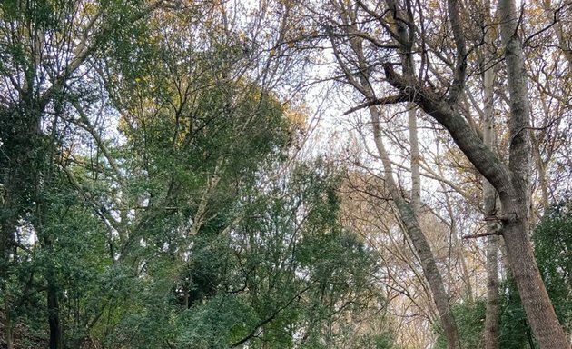 Photo of Nature Plays Forest School