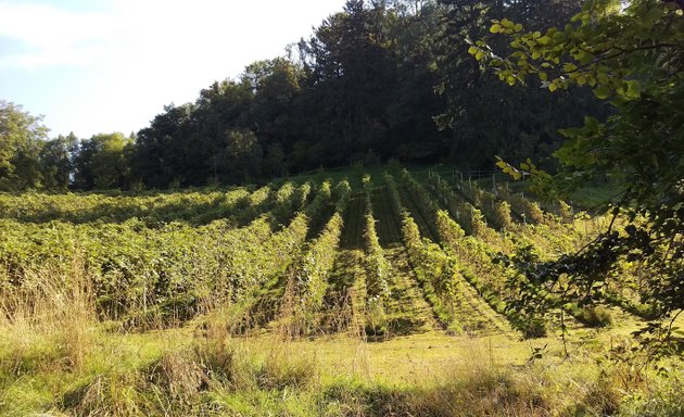 Foto von Weingut Mönchsberg