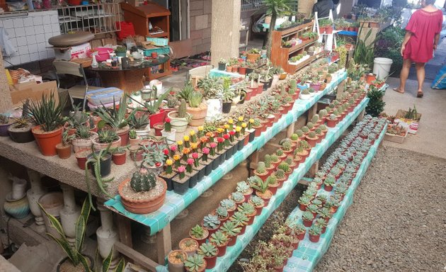 Photo of Cactus and Succulents Cebu