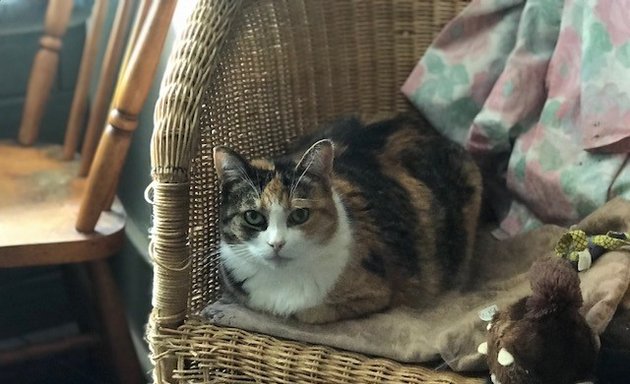 Photo of Lonesome Kitty Feline Hotel and Diggity Dog Canine Hotel