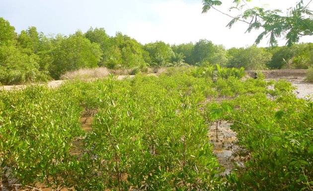 Photo of Mangrove Action Project