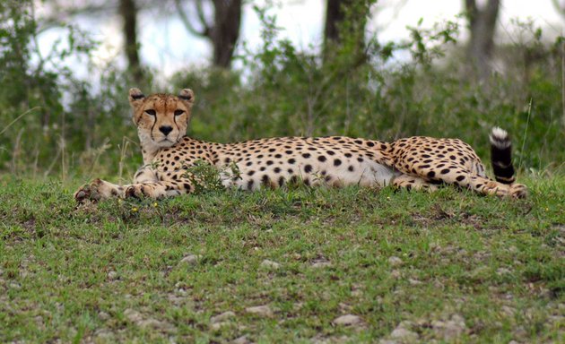 Photo of UBON Safari