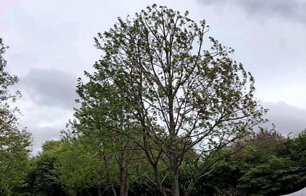 Photo of Wirral Tree Surgeon