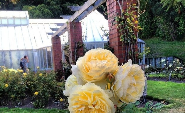 Photo of Lady Norwood Rose Garden