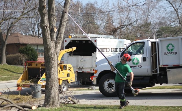 Photo of Rooted Tree Services