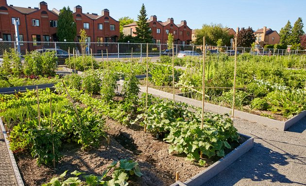 Photo of Notre-Dame community garden