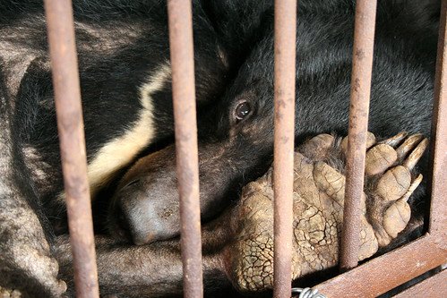Photo of Animals Asia Foundation
