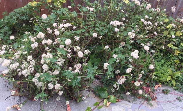 Photo of Wild SF Gardening