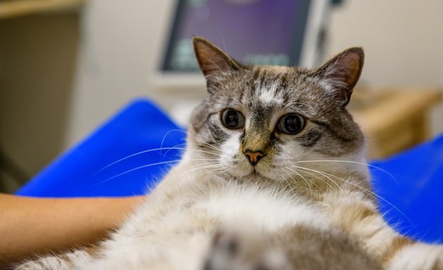 Photo de Clinique vétérinaire dédiée aux chats, lapins et rongeurs "A pas de velours"