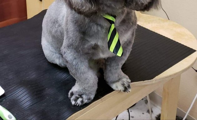 Photo of Palace Dog Grooming