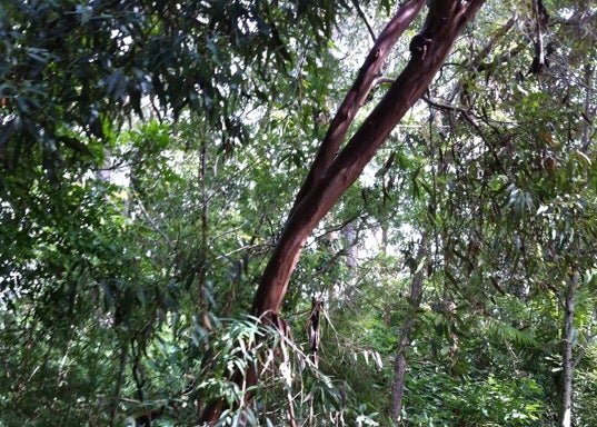 Photo of D'Aguilar National Park - Southern