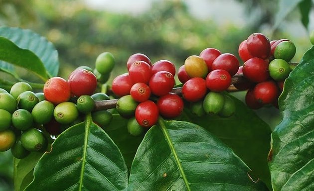 Photo of Lucy Ethiopian Coffee Exporter