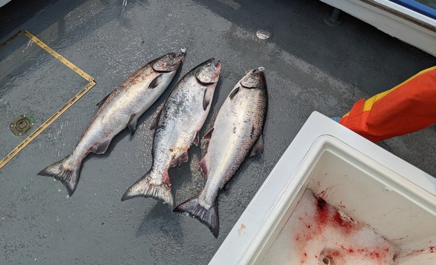 Photo of Argo Sportfishing