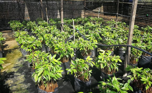 Photo of Wangi Durian Nursery