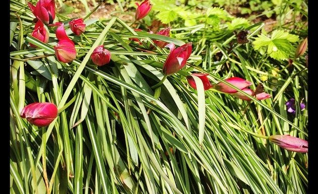 Photo of Streissguth Gardens