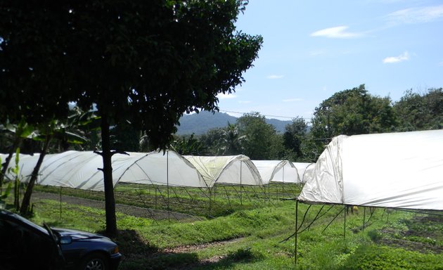 Photo of Loh's Organic Veg. Garden