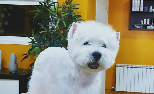 Foto de Pet´s Show peluquería canina