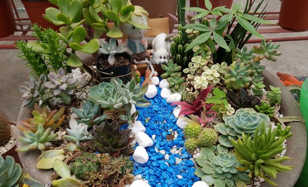 Photo of Cacti, Succulents, and Flowers by Abeth
