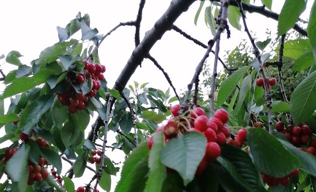 Photo of Cole Park Allotments