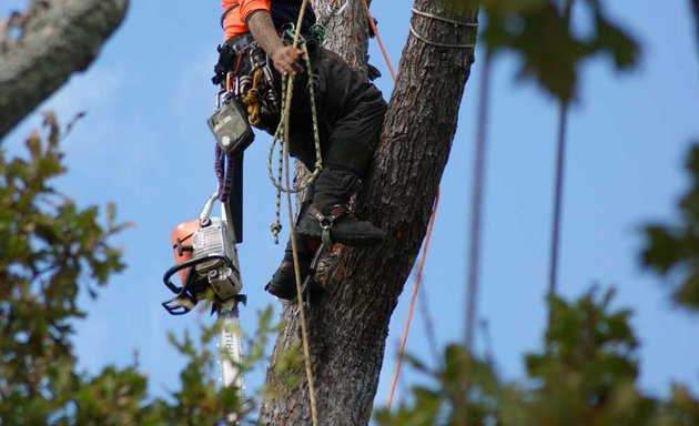 Photo of Kazy Tree Felling